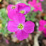 Aubrieta deltoidea Whitewell Gem